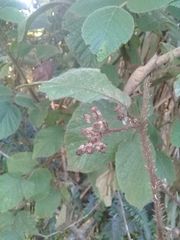 Rubus urticifolius