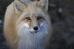 Vulpes vulpes deletrix