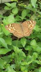 Junonia erigone