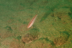 Suezichthys gracilis
