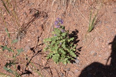 Phacelia bakeri