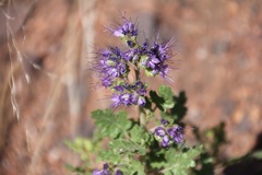 Phacelia bakeri