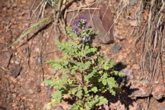 Phacelia bakeri