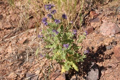 Phacelia bakeri