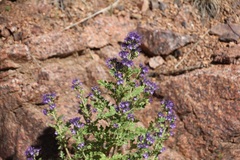 Phacelia bakeri