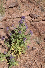 Phacelia bakeri