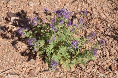 Phacelia bakeri