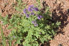 Phacelia bakeri