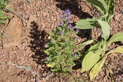 Phacelia bakeri