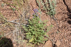 Phacelia bakeri