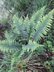 Polystichum montevidense