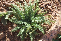 Phacelia bakeri