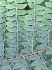 Polystichum montevidense