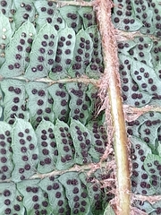 Polystichum montevidense
