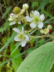 Rubus imperialis