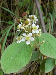 Rubus imperialis