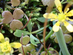 Ranunculus amphitrichus