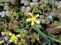 Ranunculus amphitrichus