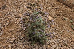 Phacelia bakeri