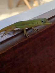 Anolis extremus