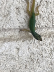 Anolis extremus