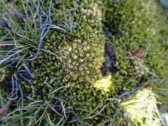 Colobanthus brevisepalus