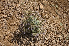 Phacelia bakeri