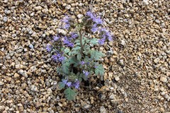 Phacelia bakeri