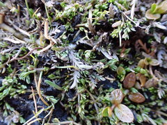 Leptinella maniototo