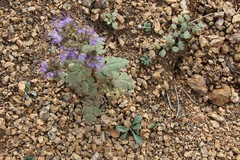 Phacelia bakeri