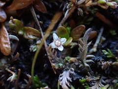 Crassula sinclairii