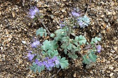 Phacelia bakeri