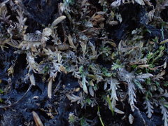 Leptinella maniototo