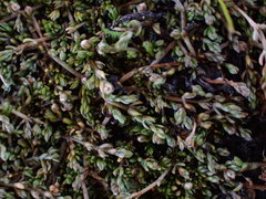 Crassula sinclairii