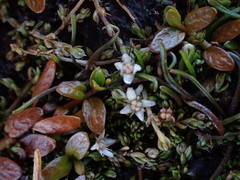 Crassula sinclairii