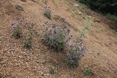 Phacelia bakeri