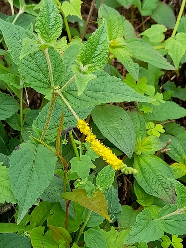 Yellow bottlebrush (Abatia stellata)