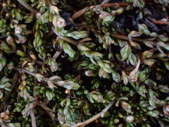 Crassula sinclairii