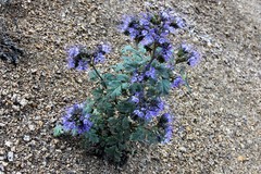 Phacelia bakeri
