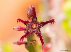Caralluma adscendens