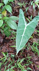 Alocasia longiloba