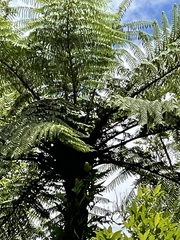 Cyathea cunninghamii