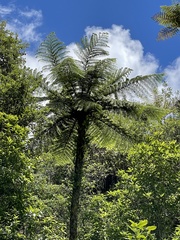 Cyathea cunninghamii