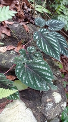 Cissus discolor