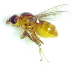 Thaumatomyia pulla