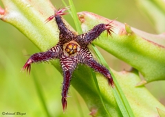 Caralluma adscendens