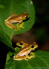 Rhacophorus lateralis