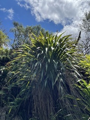 Phormium cookianum hookeri