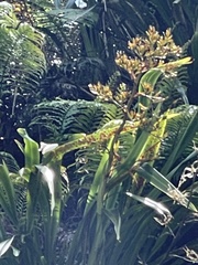Phormium cookianum hookeri