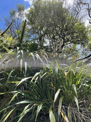 Phormium cookianum hookeri